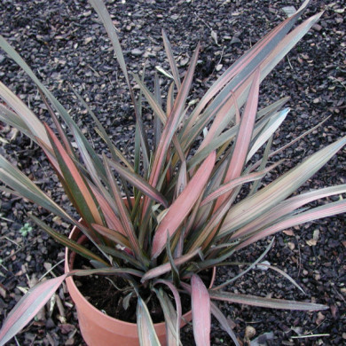 Phormium 'Pink Panther'