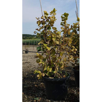 Corylus avellana 'Aurea'