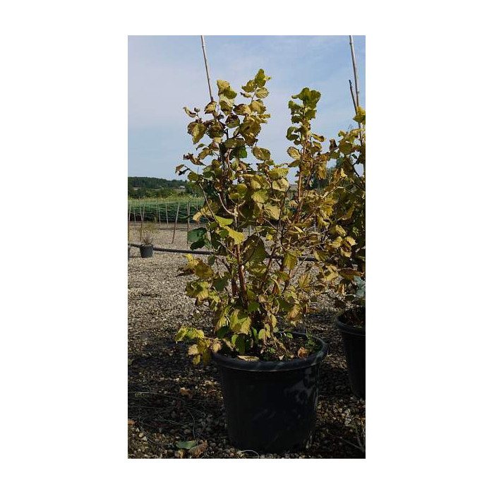 Corylus avellana 'Aurea'