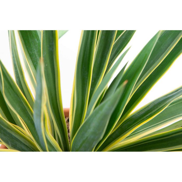 Yucca gloriosa 'Variegata'