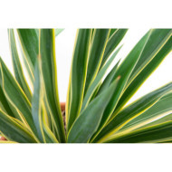 Yucca gloriosa 'Variegata'