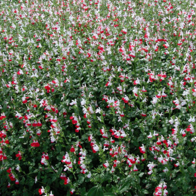 Salvia microphylla 'Hot Lips'
