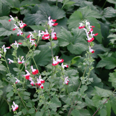 Salvia microphylla 'Hot Lips'