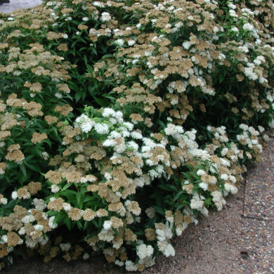 Spiraea japonica 'Albiflora'
