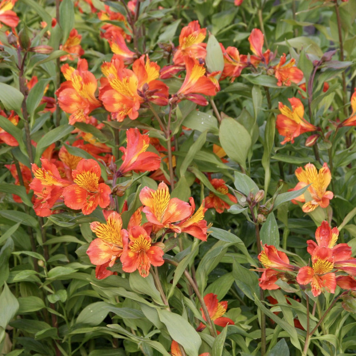 Alstroemeria aurea