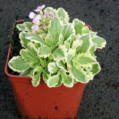 Arabis caucasica caucasica 'Variegata'
