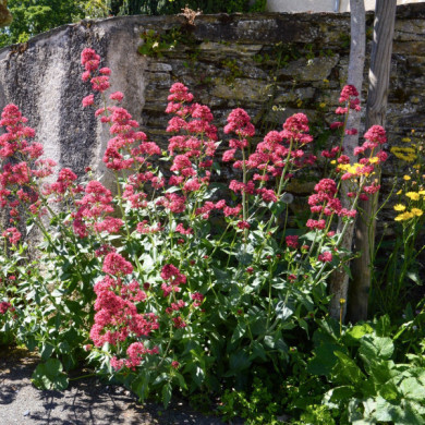 Centranthus ruber