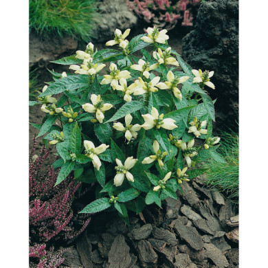 Chelone obliqua 'Alba'