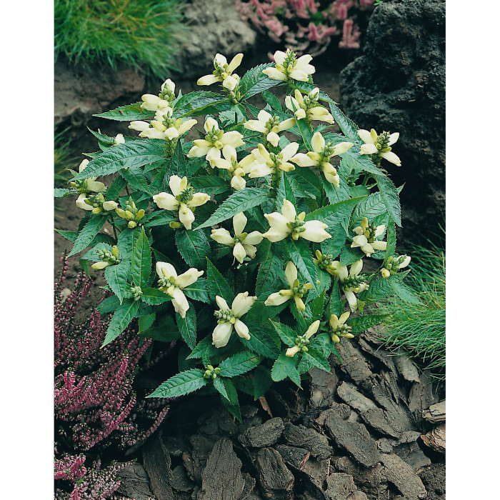 Chelone obliqua 'Alba'