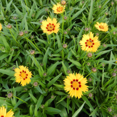 Coreopsis lanceolata 'Sterntaler'