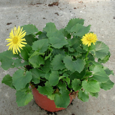 Doronicum orientale 'Little Leo'