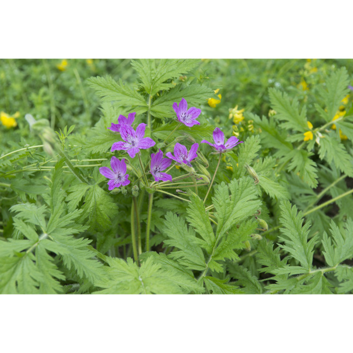 Erodium manescavii