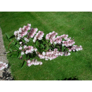 Deutzia x hybrida 'Mont Rose'