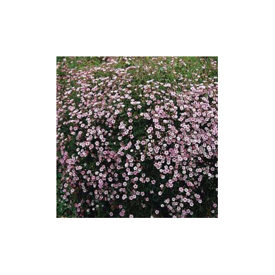 Gypsophila repens 'Rosea'