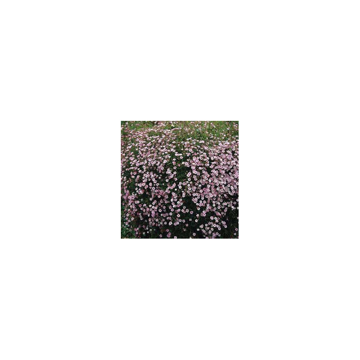 Gypsophila repens 'Rosea'