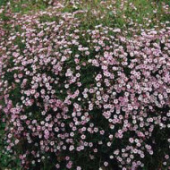 Gypsophila repens 'Rosea'