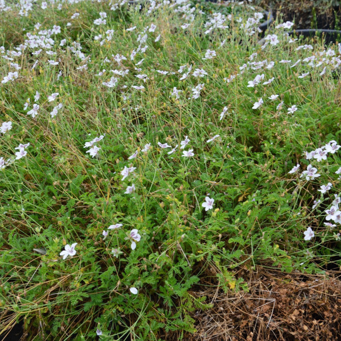 Erodium x variabile 'Bishop's Form'