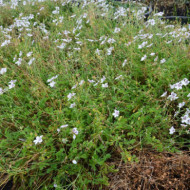 Erodium x variabile 'Bishop's Form'