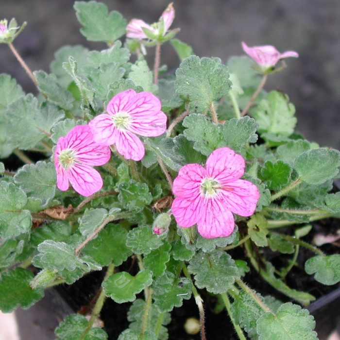 Erodium x variabile 'Bishop's Form'