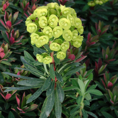 Euphorbia 'Charam' REDWING