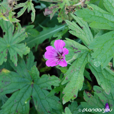 Geranium 'Patricia'
