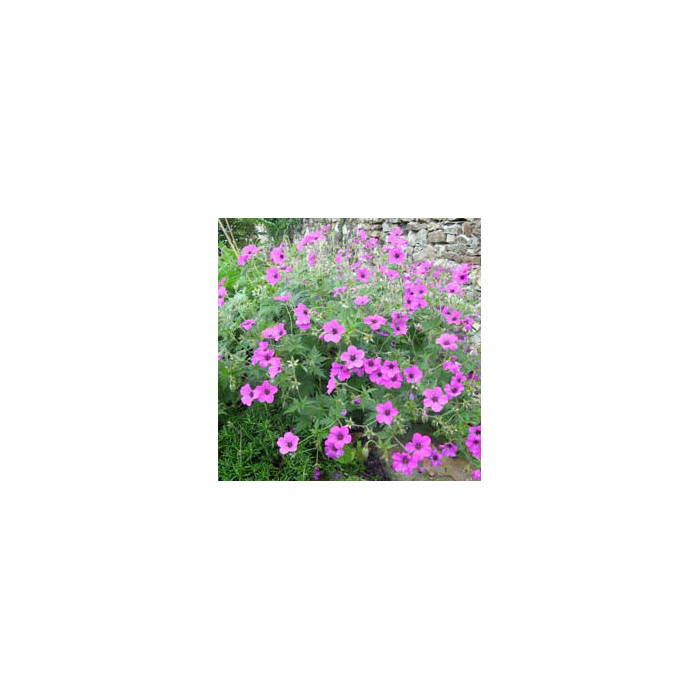 Geranium 'Patricia'