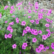 Geranium 'Patricia'