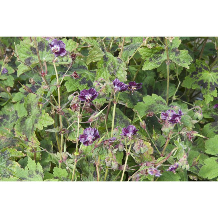 Geranium phaeum 'Samobor'