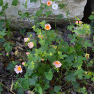 Malva lateritium
