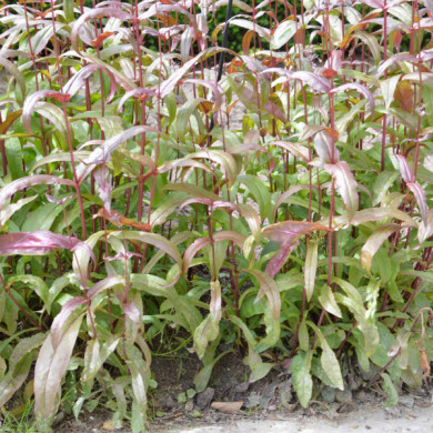 Penstemon digitalis 'Husker Red'