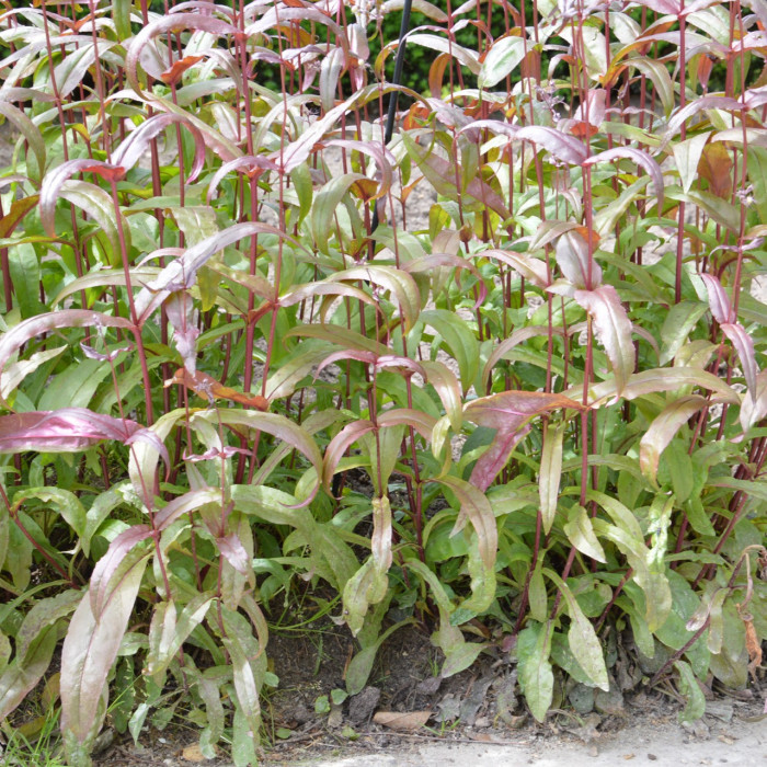 Penstemon digitalis 'Husker Red'