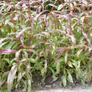 Penstemon digitalis 'Husker Red'