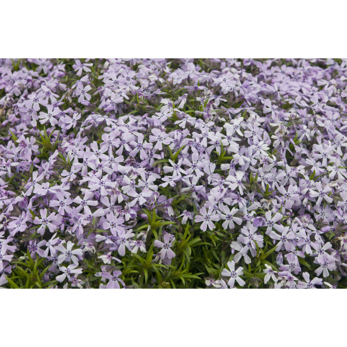 Phlox subulata 'Benita'