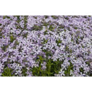 Phlox subulata 'Benita'