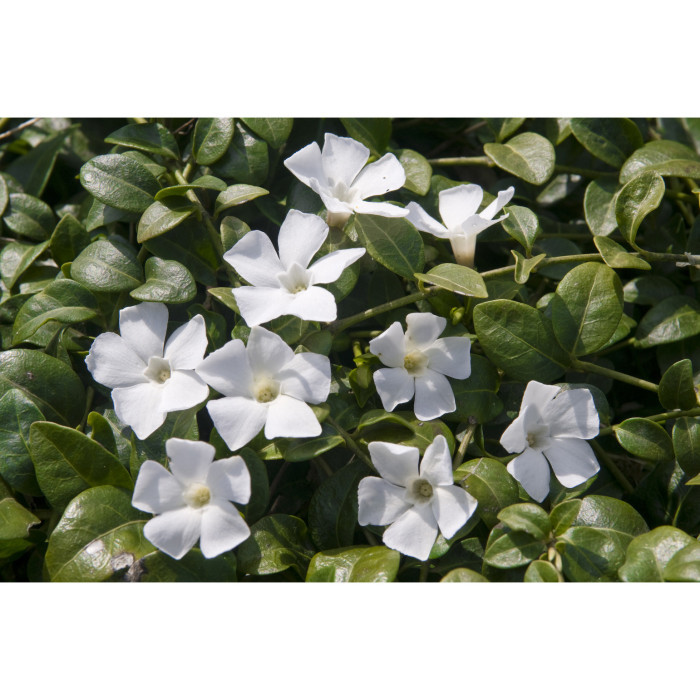 Vinca minor 'Alba'