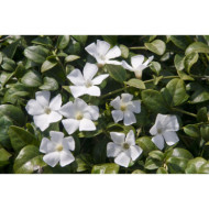 Vinca minor 'Alba'