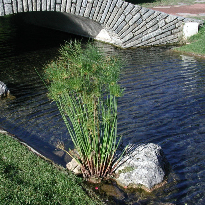 Cyperus papyrus