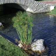 Cyperus papyrus