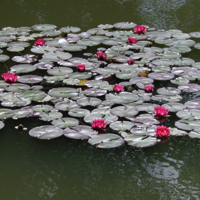 Nymphaea 'Attraction'