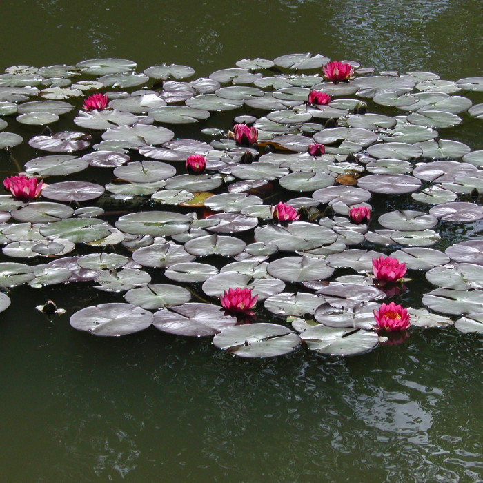 Nymphaea 'Attraction'