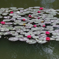 Nymphaea 'Attraction'