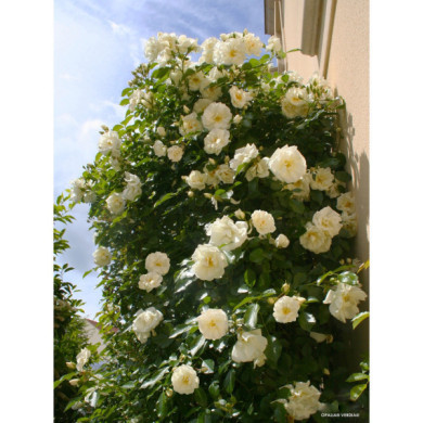 Rosier grimpant Opalia® Noa 140702 Decorosiers