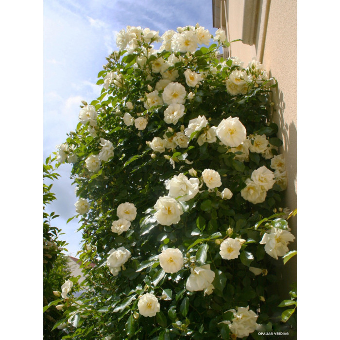 Rosier grimpant Opalia® Noa 140702 Decorosiers