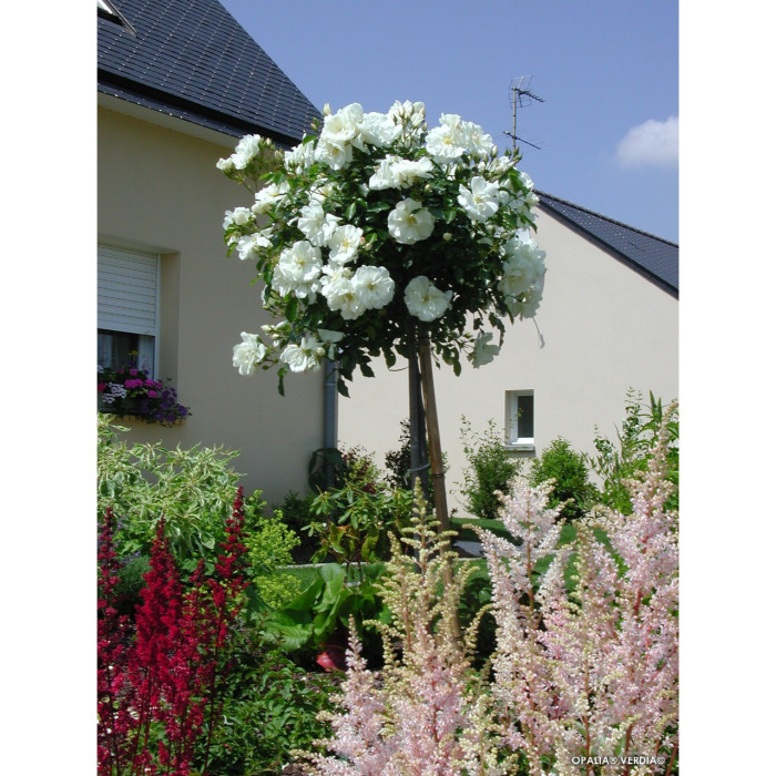 Rosier grimpant Opalia® Noa 140702 Decorosiers