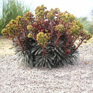 Euphorbia Blackbird® 'Nothowlee'