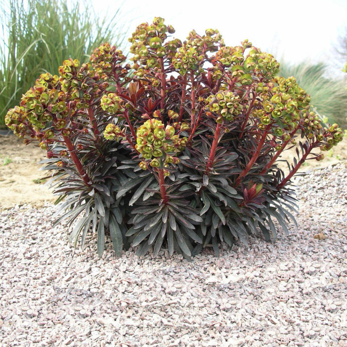 Euphorbia Blackbird® 'Nothowlee'