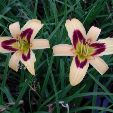 Hemerocallis 'Spectacular'