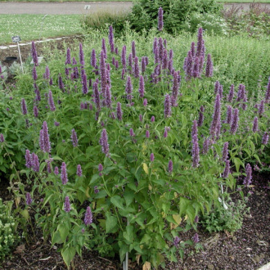 Agastache foeniculum