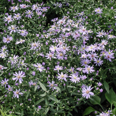 Aster 'Little Carlow' JOLLY JUMPER