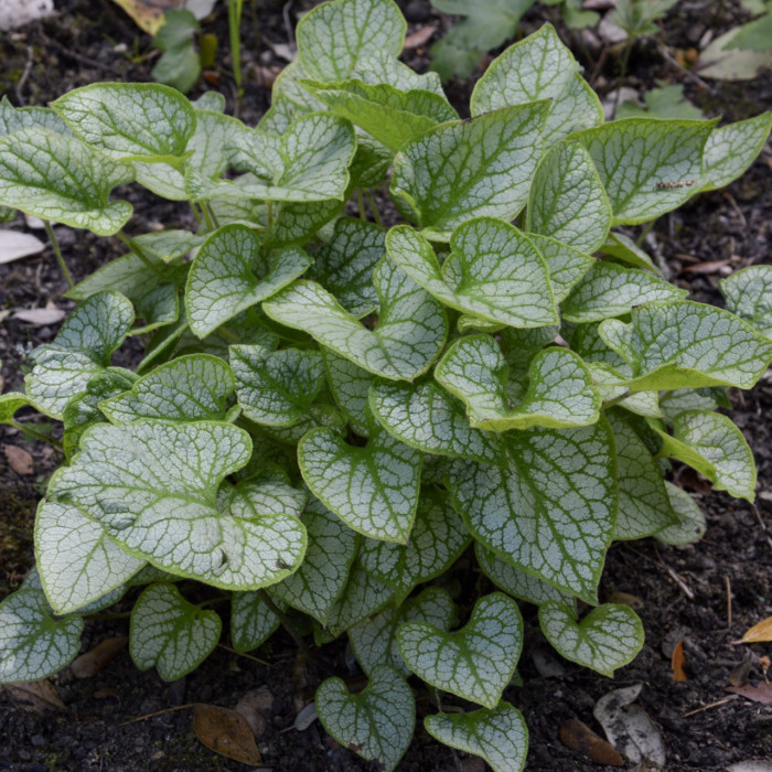 Brunnera macrophylla Jack Frost®